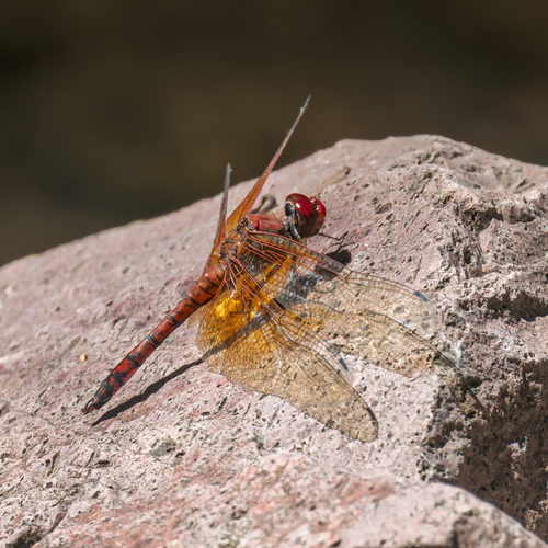 Red Rock Skimmer