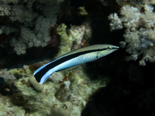 Labroides dimidiatus observed 2026-10-23