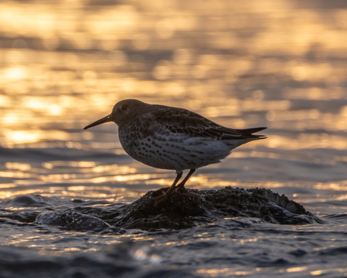 Calidris ptilocnemis observed 2026-10-23