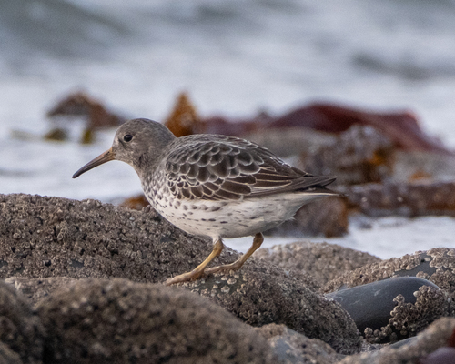 Calidris ptilocnemis observed 2026-10-23
