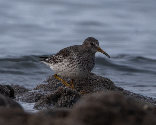 Calidris ptilocnemis observed 2026-10-23