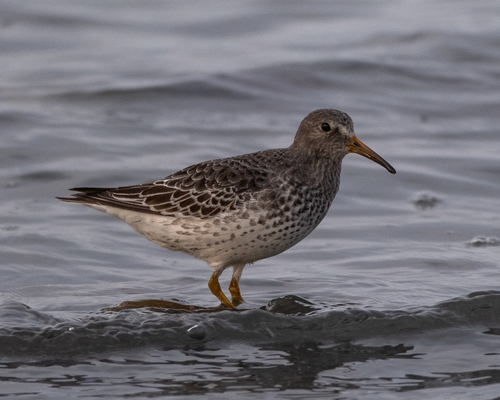 Calidris ptilocnemis observed 2026-10-23