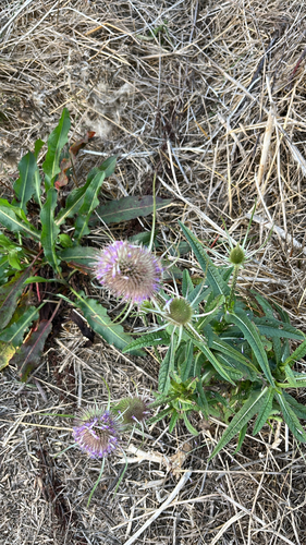 wild teasel photograph by the iNaturalist community