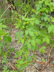 Rubus idaeus strigosus
