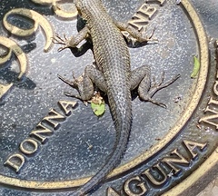 Sceloporus occidentalis