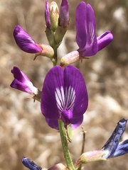 Astragalus mokiacensis