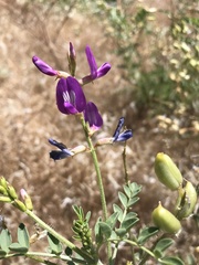 Astragalus mokiacensis