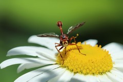 Physocephala burgessi