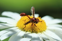 Physocephala burgessi
