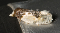 Henricus edwardsiana