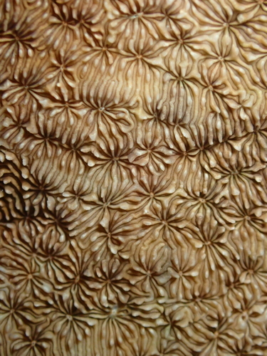 Pavona observed 2026-10-22