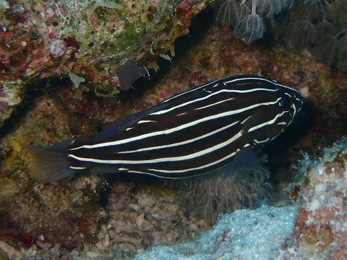 Grammistes sexlineatus observed 2026-10-23