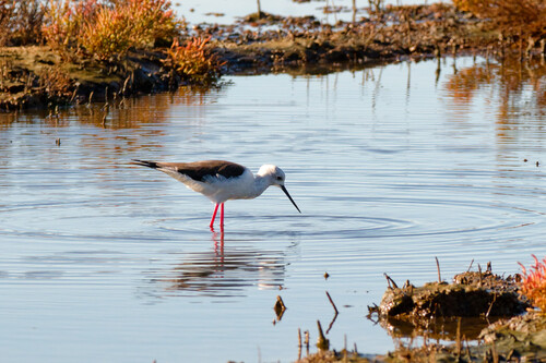 iNaturalist image