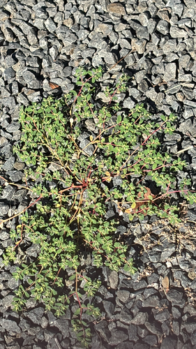 Thymeleaf Sandmat