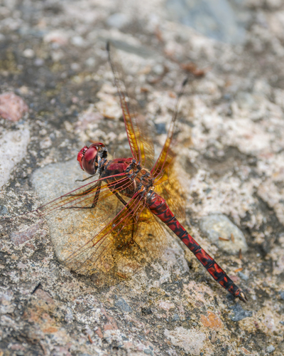 Red Rock Skimmer
