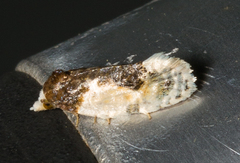 Henricus edwardsiana