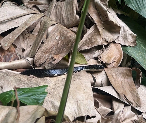 Brazilian Sipo