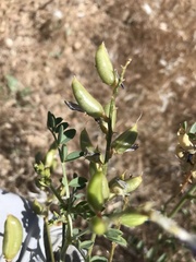 Astragalus mokiacensis