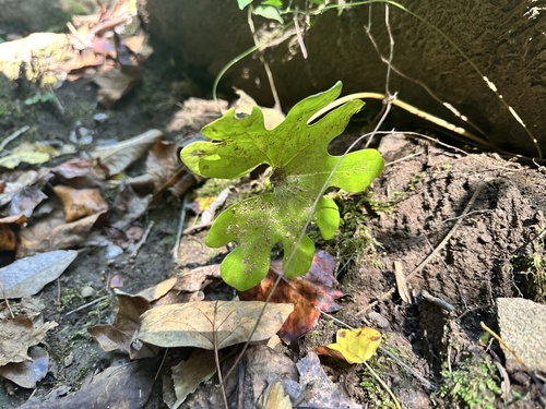 bloodroot photograph by the iNaturalist community