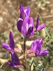 Astragalus mokiacensis