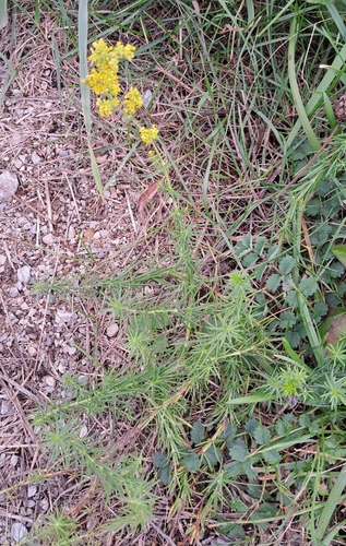 Galium verum observed 2026-10-23
