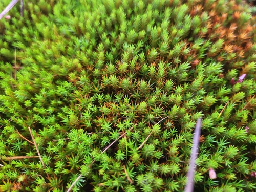 Polytrichum strictum observed 2026-10-23