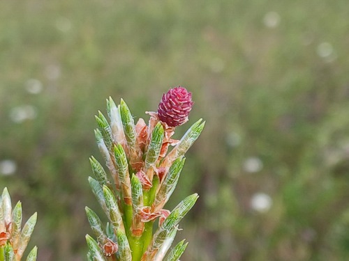 Scots pine photograph by the iNaturalist community