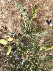 Astragalus mokiacensis