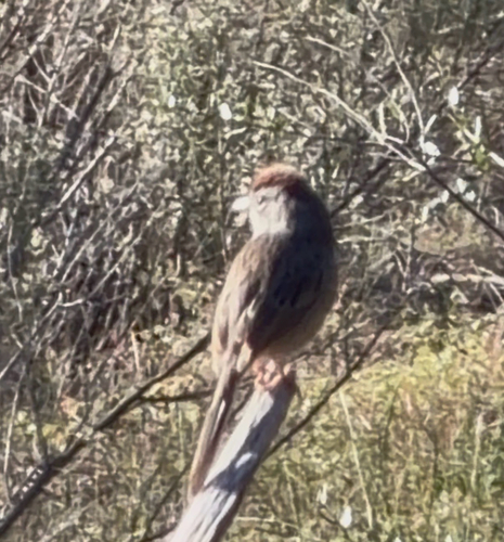 Rufous-crowned Sparrow