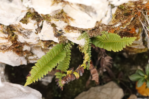 Polystichum lonchitis observed 2026-10-23