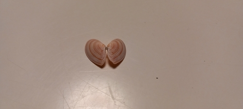 Tellina tenuis, 2026-10-23