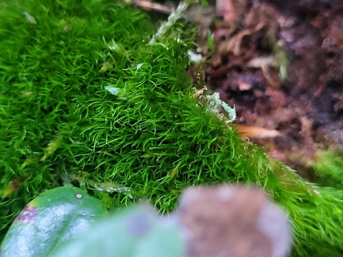 Orthodicranum montanum observed 2026-10-23