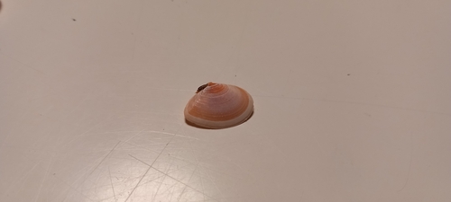 Tellina tenuis, 2026-10-23