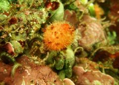 Boltenia villosa