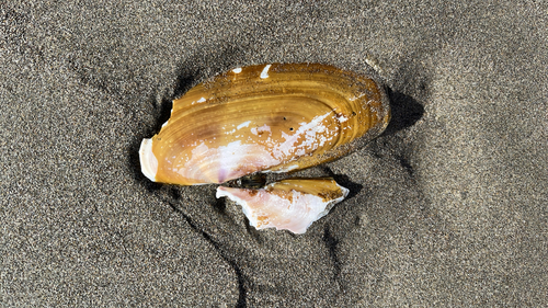 Siliqua patula observed 2026-10-23