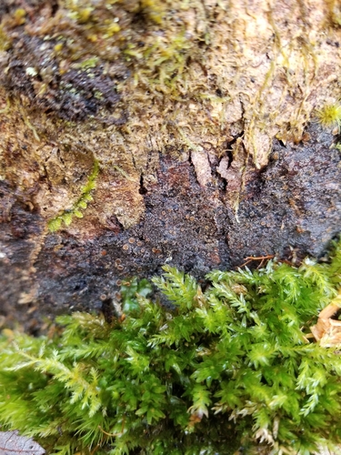 Brown-gray Moss-shingle Lichen
