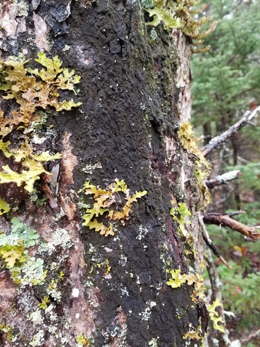 black-bordered shingle lichen