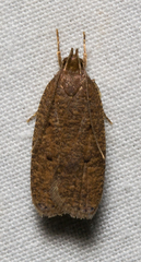 Psilocorsis quercicella