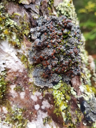 Blue Felt Lichen