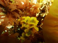 Primavelans insculpta