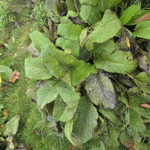 Symphytum officinale observed 2026-10-23