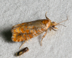 Eucopina cocana