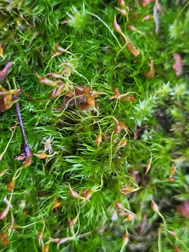Dicranella heteromalla observed 2026-10-23