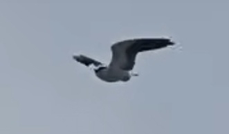 iNaturalist image