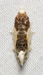 Henricus edwardsiana