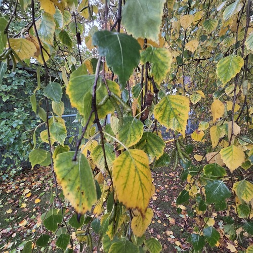 silver birch photograph by the iNaturalist community