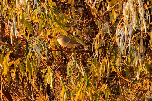 Common Chiffchaff photograph by the iNaturalist community