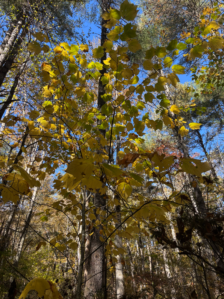 A photograph from Oct 23, 2026 near Blue Ridge Parkway at Waterrock Knob, where the observer’s point is approximate.