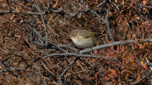 Common Chiffchaff photograph by the iNaturalist community