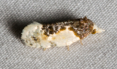 Henricus edwardsiana